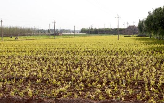 公司加农户种植模式，开启绿色繁荣新篇章