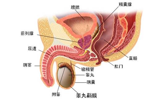 前列腺炎最新克星，希望之光为患者带来生活新希望