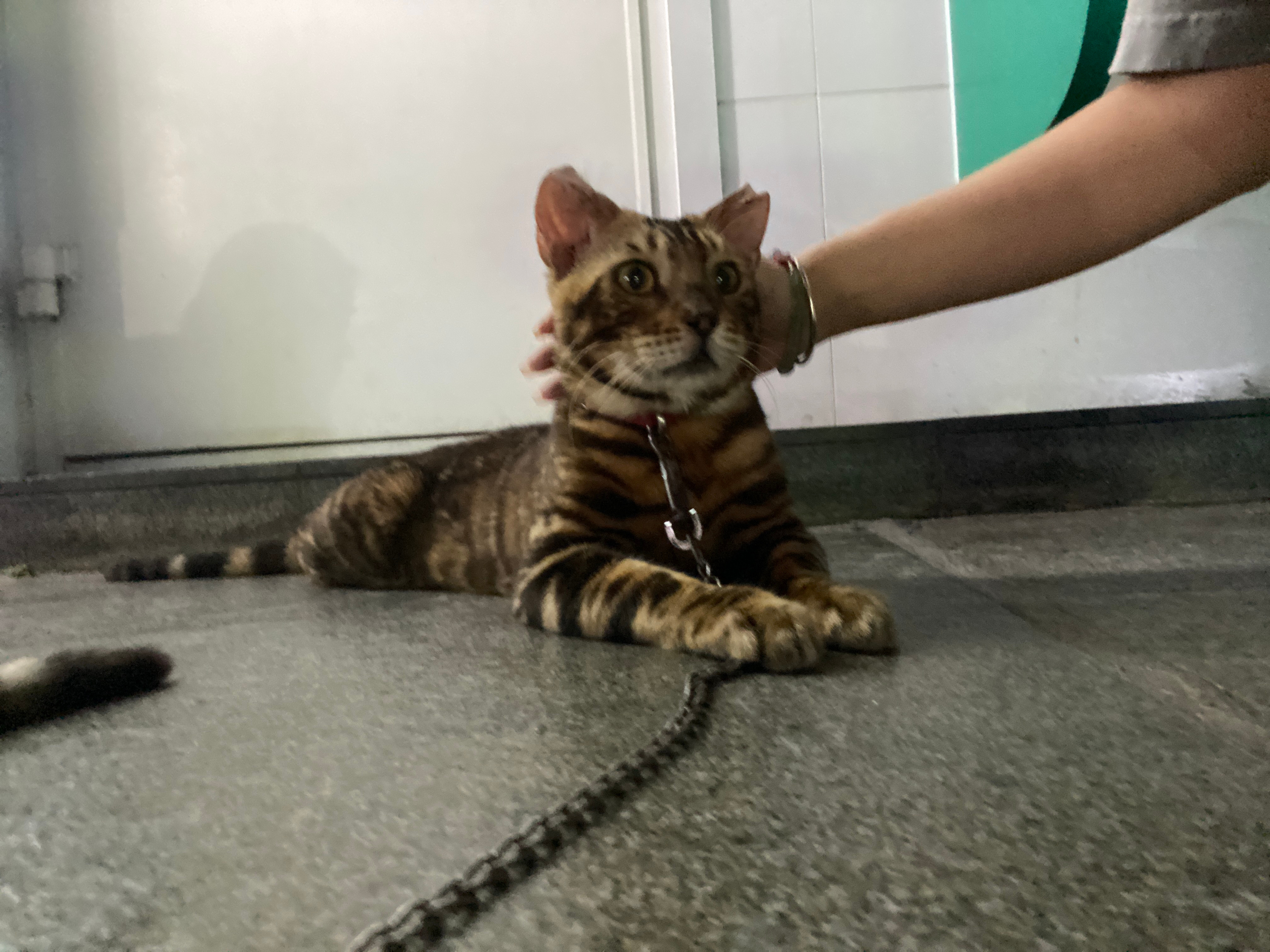 贵港豹猫师傅狗，传承与创新魅力的独特展现