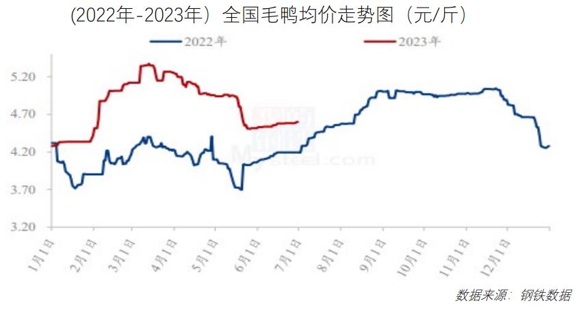 今日毛鸭最新价格及其对市场的冲击影响分析