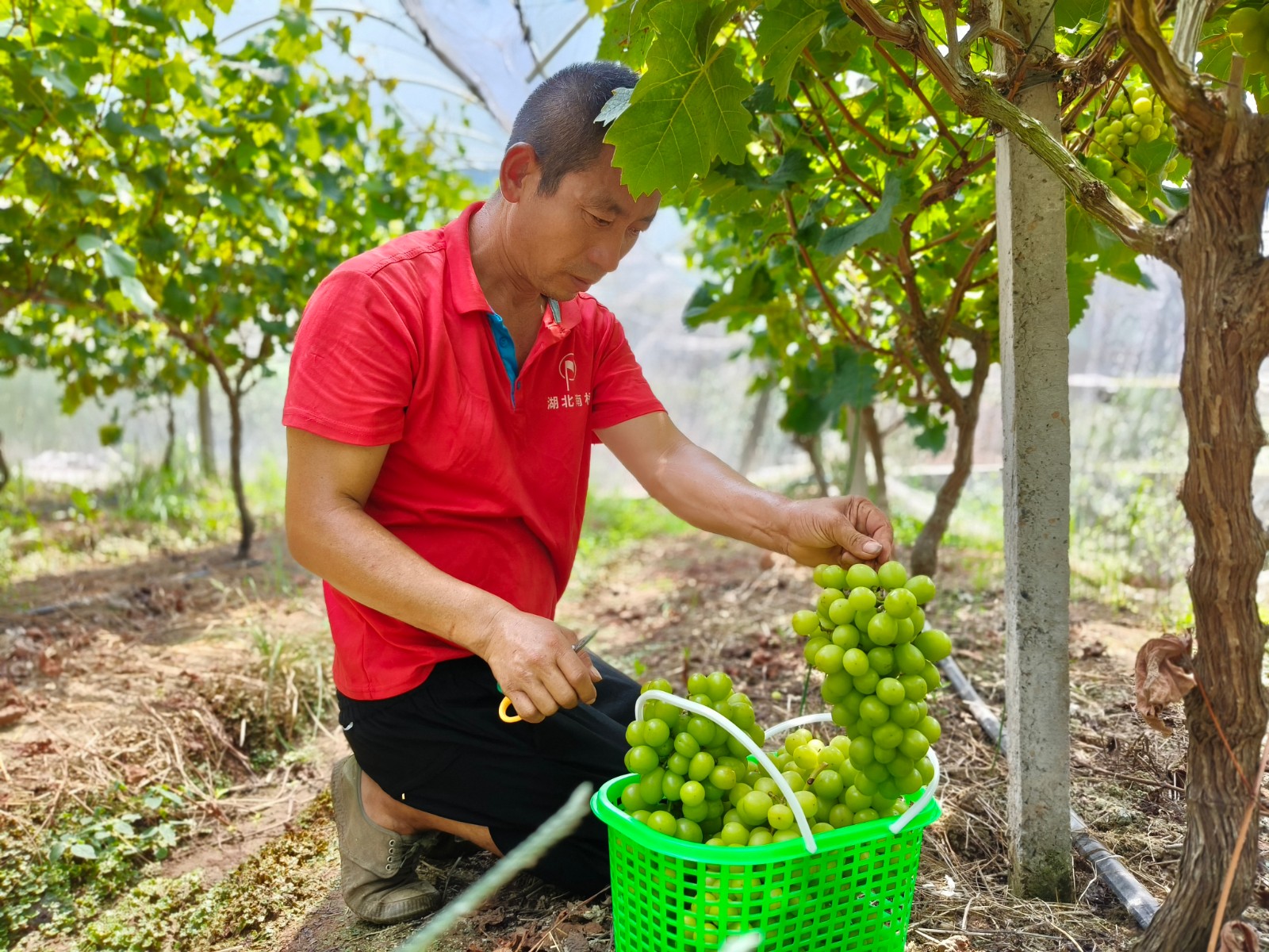 大棚种植新果树品种的探索与实践