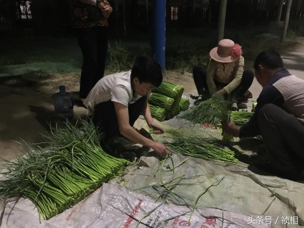 中牟干蒜最新价格概览，市场分析与趋势预测