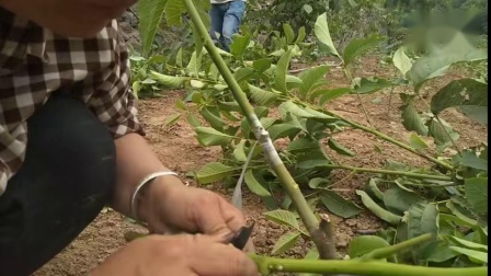 核桃最新嫁接技术视频教程，提升种植效率的关键实践