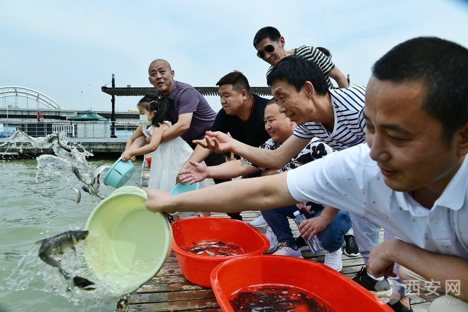 西安生态放流活动最新进展，放鱼活动的影响与成果揭秘