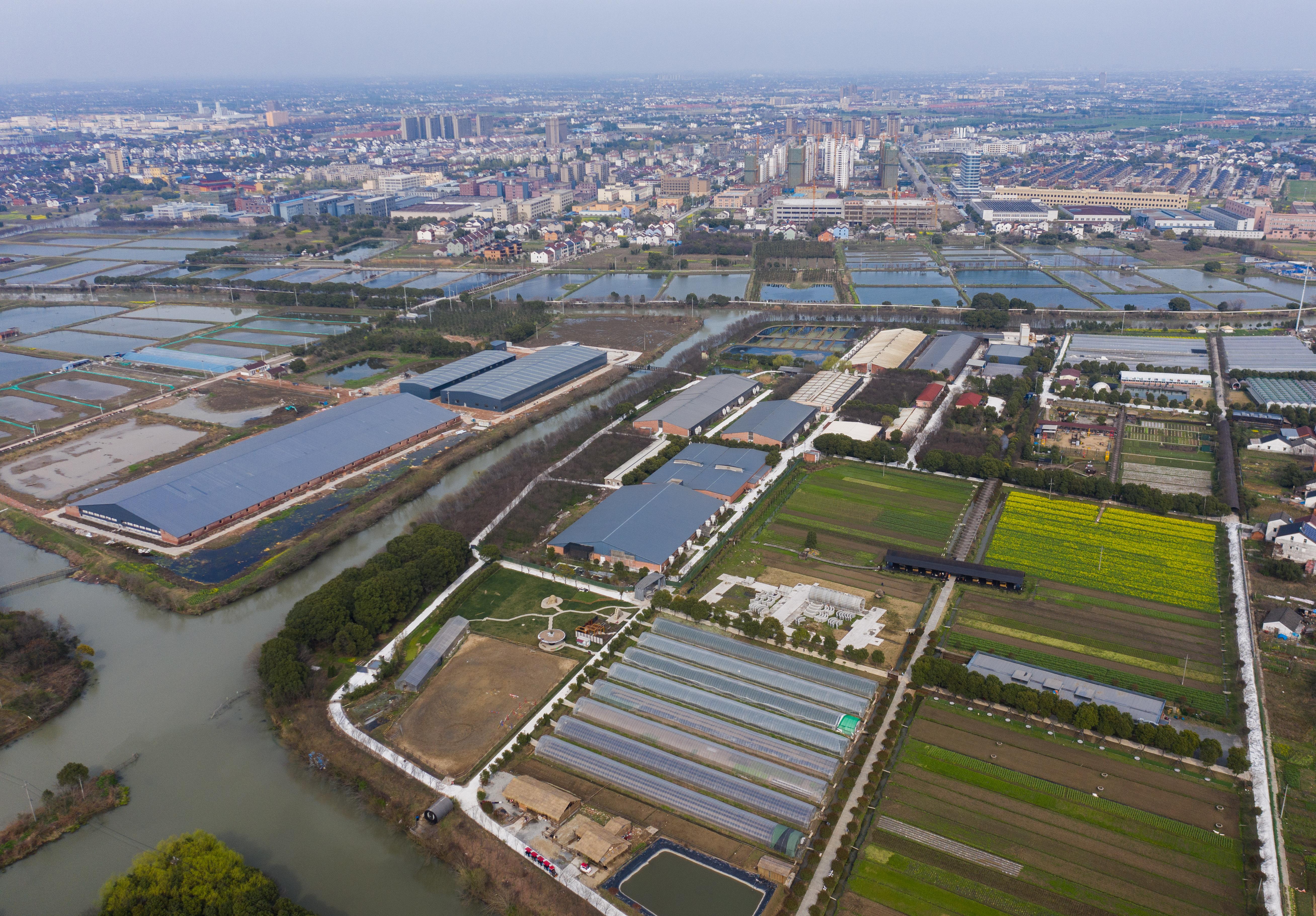 浙江生猪最新价格，市场走势分析与预测报告