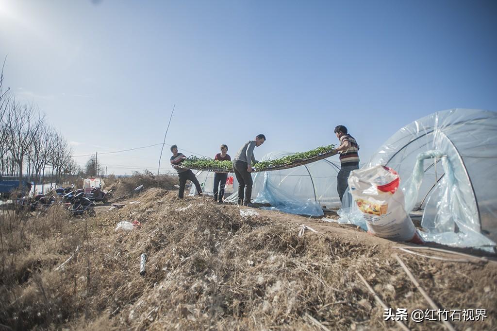 西瓜侠下载，探索与体验的乐趣之旅